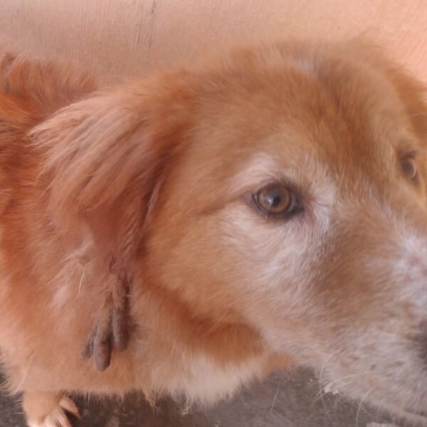 cartel de perro perdido