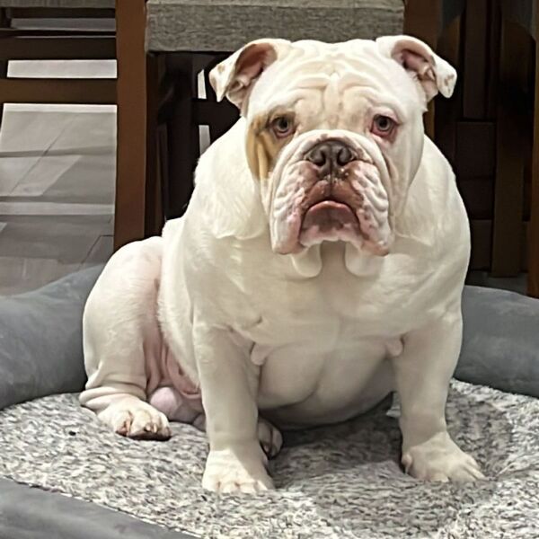 cartel de perro perdido