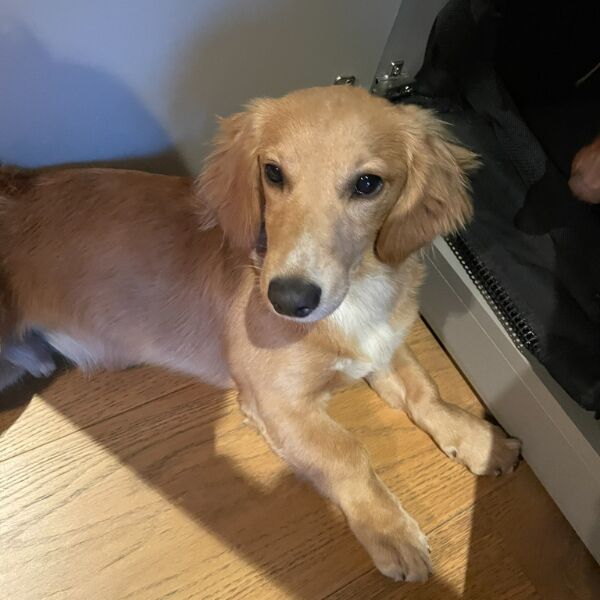 cartel de perro perdido