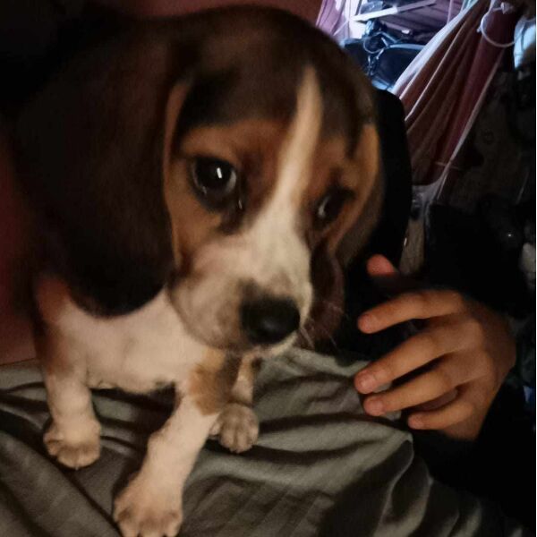 cartel de perro perdido