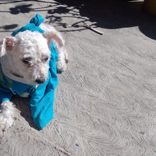 cartel de perro perdido