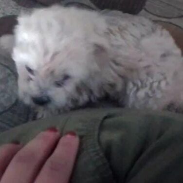 cartel de perro perdido