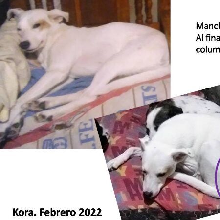 cartel de perro perdido