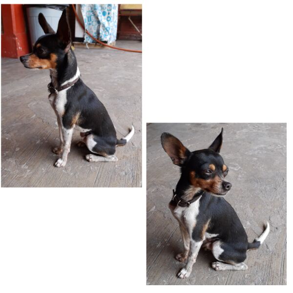 cartel de perro perdido