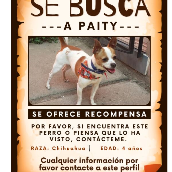 cartel de perro perdido