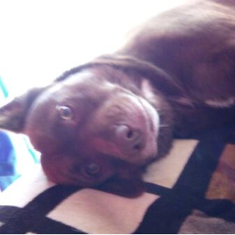 cartel de perro perdido