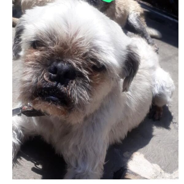 cartel de perro perdido