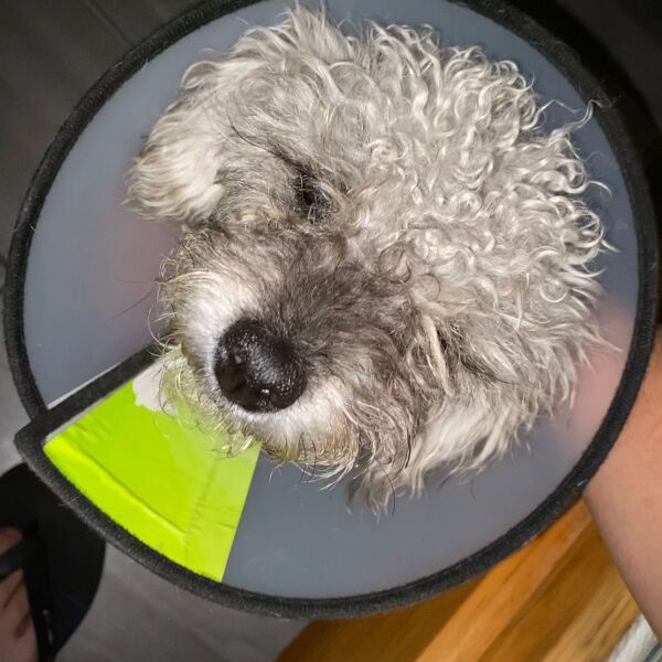 cartel de perro perdido