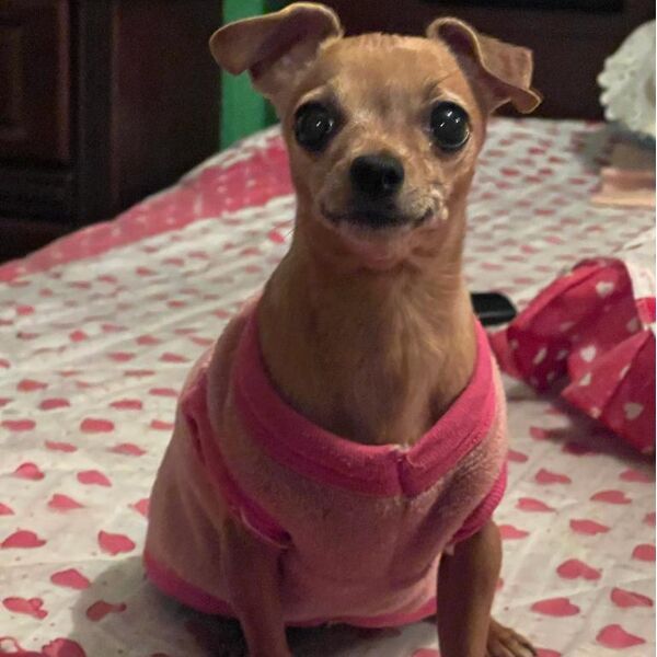 cartel de perro perdido