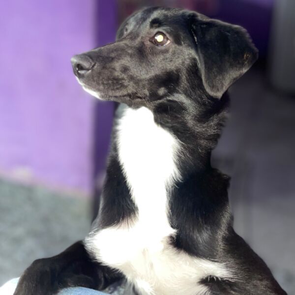 cartel de perro perdido