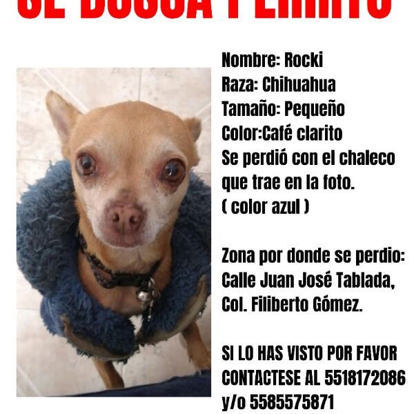 cartel de perro perdido