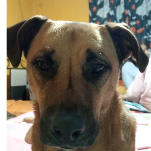 cartel de perro perdido