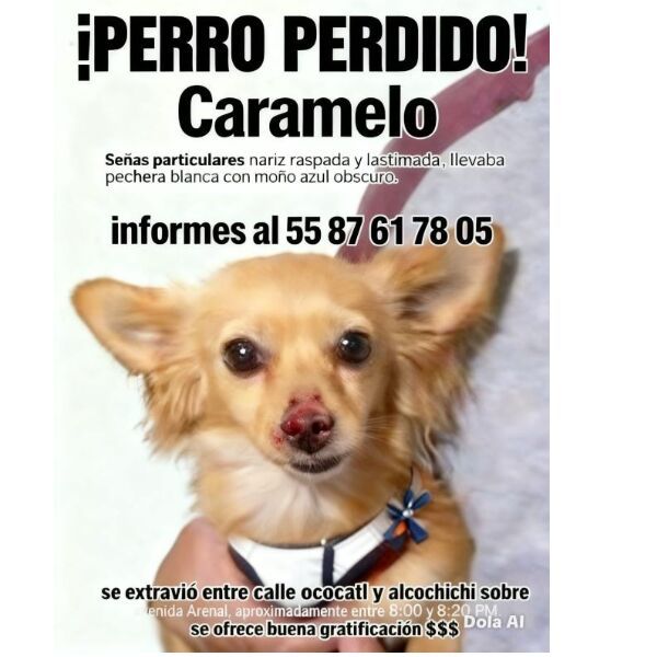 cartel de perro perdido