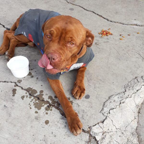 cartel de perro perdido