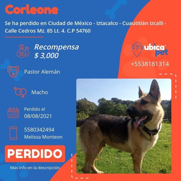 cartel de perro perdido