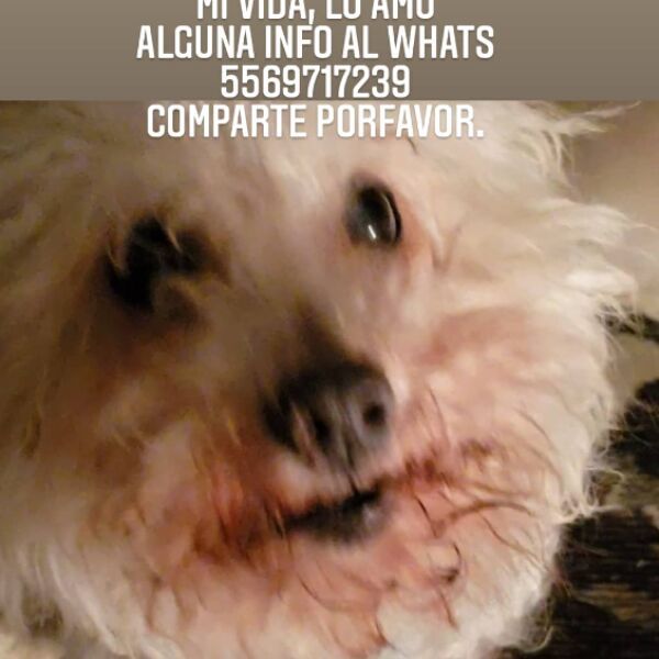 cartel de perro perdido