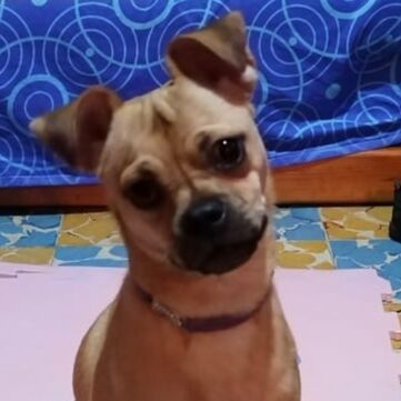 cartel de perro perdido