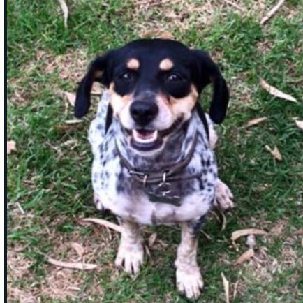 cartel de perro perdido