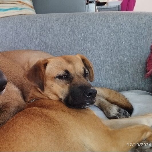 cartel de perro perdido