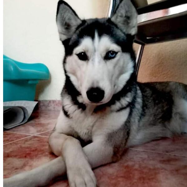 cartel de perro perdido