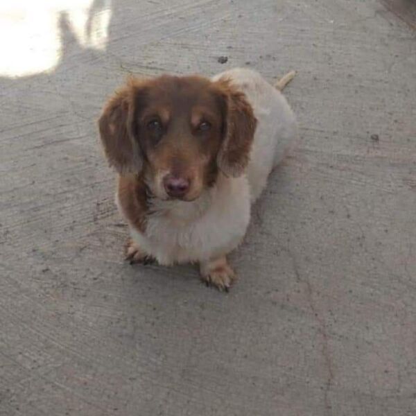 cartel de perro perdido