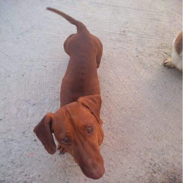 cartel de perro perdido