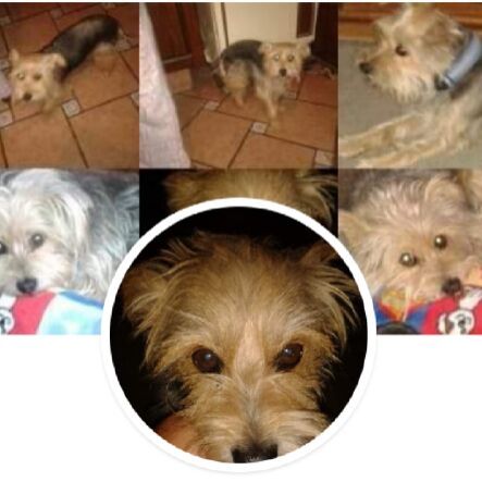 cartel de perro perdido