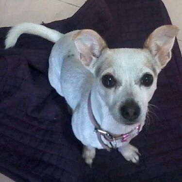 cartel de perro perdido