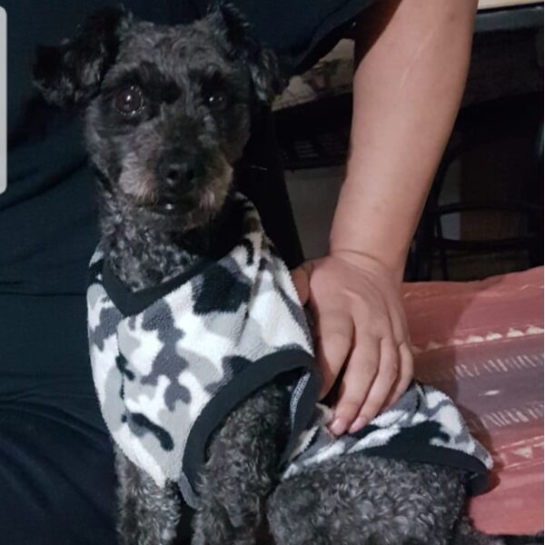 cartel de perro perdido