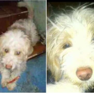 cartel de perro perdido