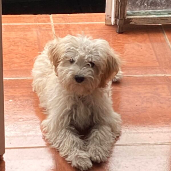 cartel de perro perdido