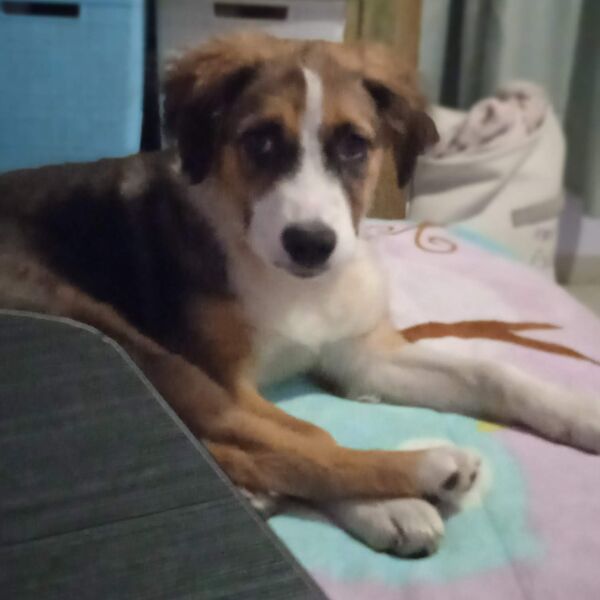 cartel de perro perdido