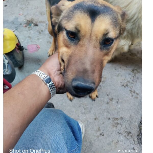 cartel de perro perdido