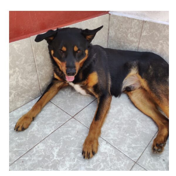 cartel de perro perdido