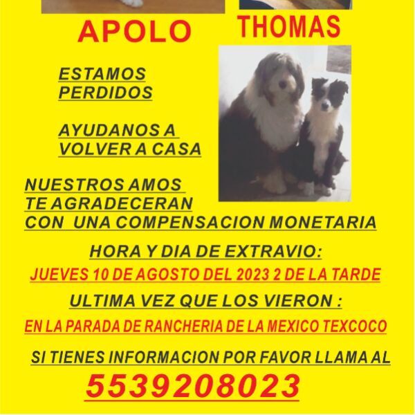 cartel de perro perdido