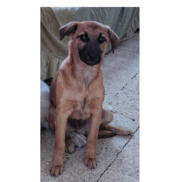 cartel de perro perdido