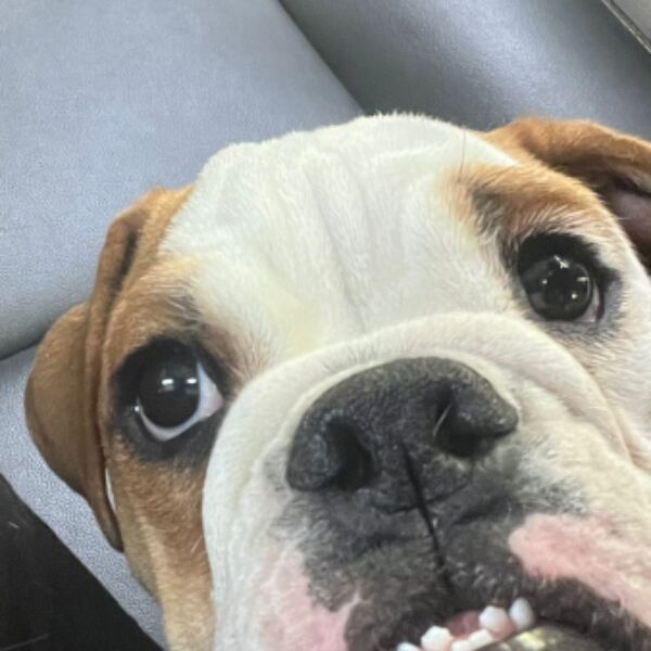 cartel de perro perdido