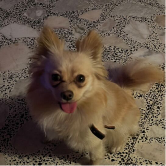 cartel de perro perdido