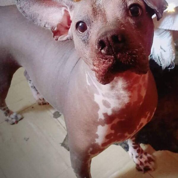 cartel de perro perdido