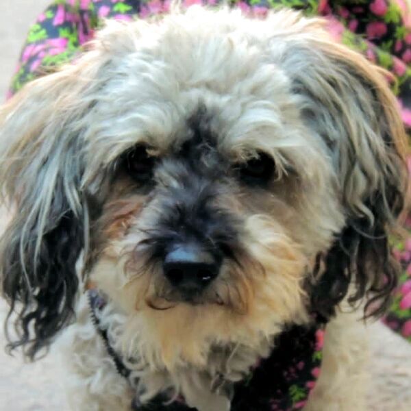 cartel de perro perdido