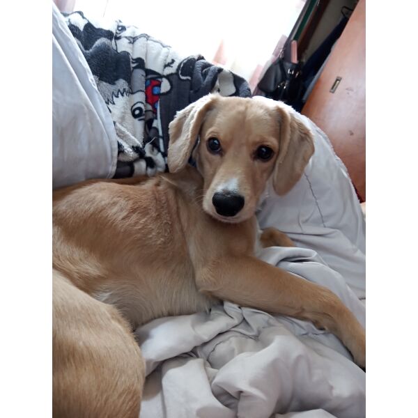 cartel de perro perdido