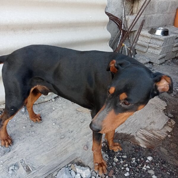 cartel de perro perdido