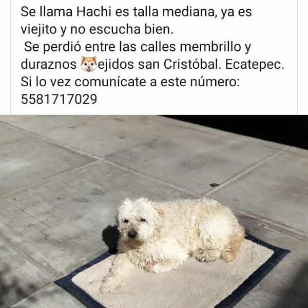 cartel de perro perdido