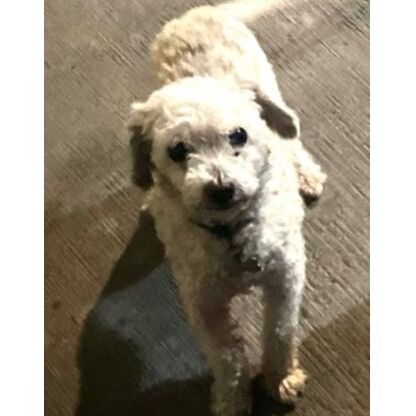 cartel de perro perdido