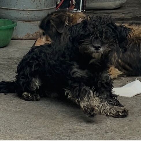 cartel de perro perdido