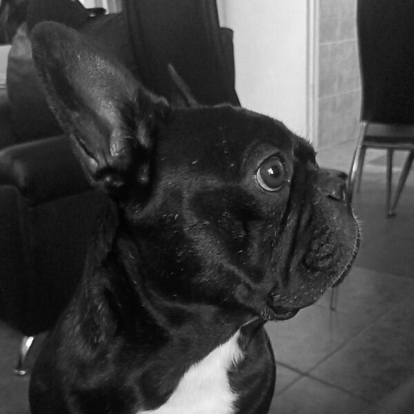 cartel de perro perdido