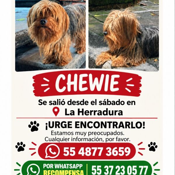 cartel de perro perdido