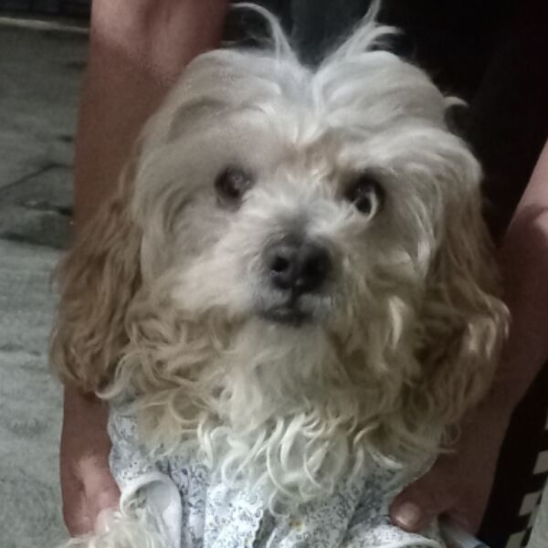 cartel de perro perdido