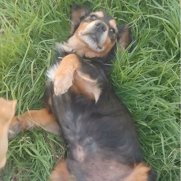 cartel de perro perdido