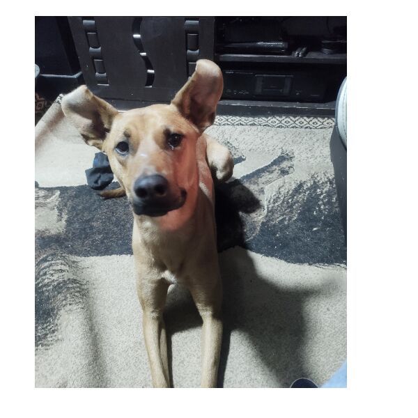 cartel de perro perdido